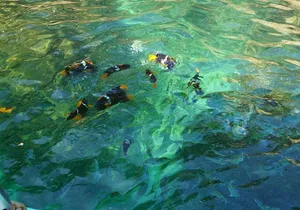 Private Half-Day Tour with Snorkeling at Animas Beach
