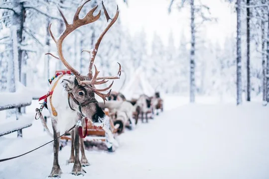Reindeer Experience with Sledge Ride in Levi