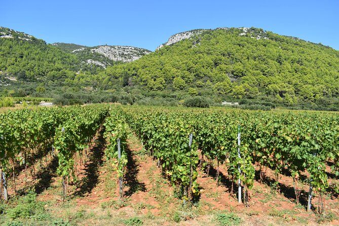 Korcula Wine & Sightseeing Tour: Views, Tastings & Stories