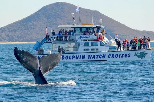 Newcastle to Port Stephens: Whale Watching, Hike & Dunes