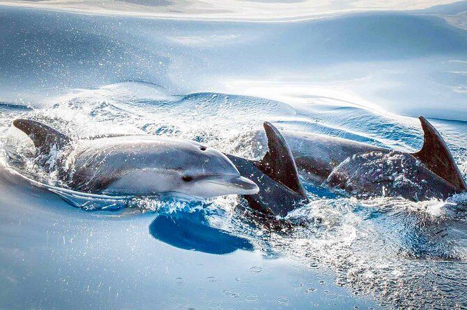 Magic Dolphin Sea Safaris