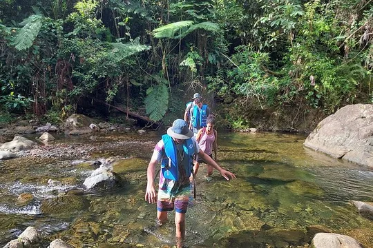Yunque Rainforest Tour in Puerto Rico