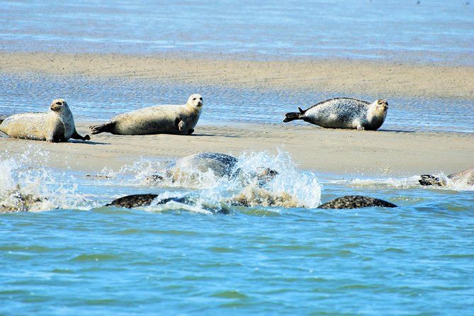 Seal Safari at UNESCO Site Waddensea from Amsterdam