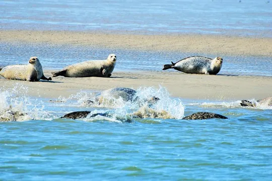Seal Safari at UNESCO Site Waddensea from Amsterdam