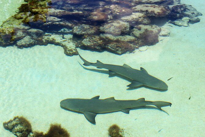 Guided Tour of Coral World Ocean Park & Happy Hour