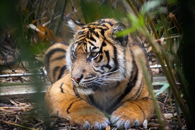 Taronga Zoo Entry & Sydney Harbour 2-Day Hop On Hop Off Cruise