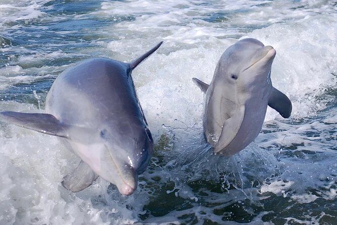 Noosa Ocean Adventures: Dolphins