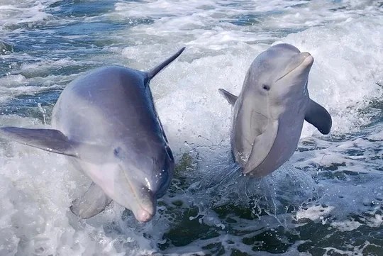 Noosa Ocean Adventures: Dolphins