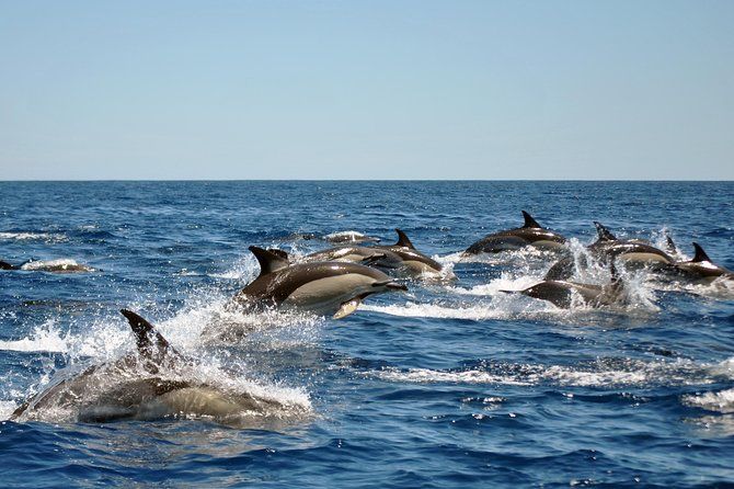 Sealife Sea Safari, Dolphin Watching with Marine Biologist's Lagos