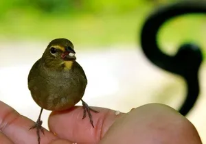 Bird Sanctuary (Montego Bay) Jamaica