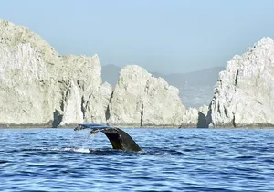 Cabo Private Transportation to Cabo