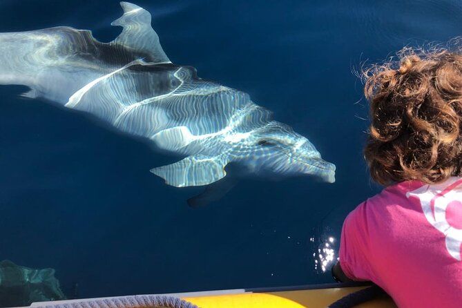Dolphin watching and snorkeling in Figarolo