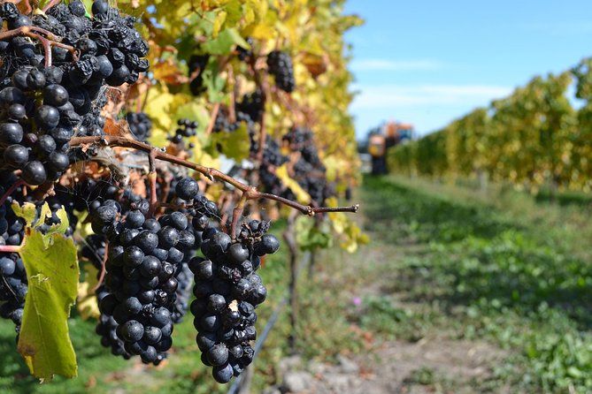 Waipara Wine Tour from Christchurch - including Lunch & Tastings
