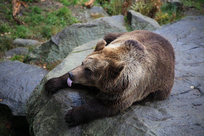 Tour to Ranua Zoo Wildlife Park Small Group Experience