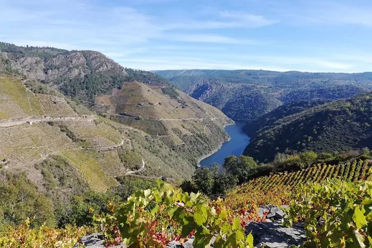 Ribeira Sacra Tour; Canyons, Sil River and Ourense