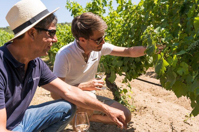 Bandol & Cassis Rosé Wine Tour from Marseille