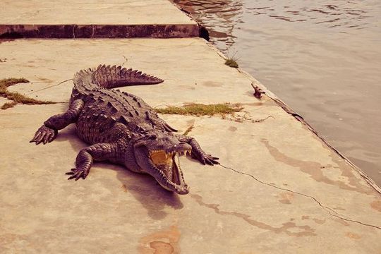 Private Black River Safari Tour from Montego Bay