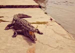 Private Black River Safari Tour from Montego Bay