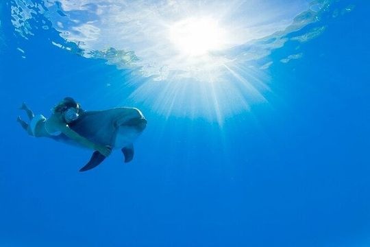 Must-DO The only and Unique Natural Space Dolphin Encounter Cabo