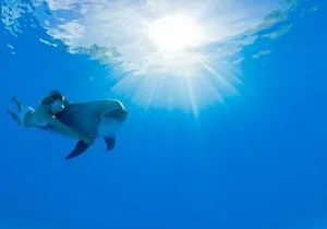Must-DO The only and Unique Natural Space Dolphin Encounter Cabo