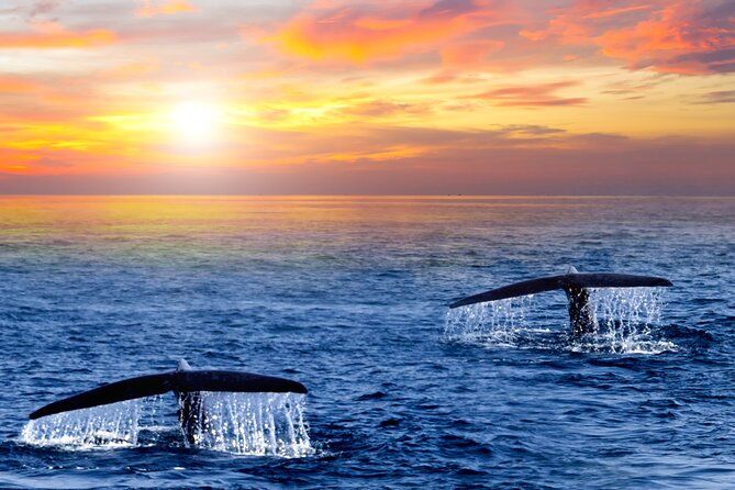 San Jose del Cabo Small-Group Sunrise Whale Watching