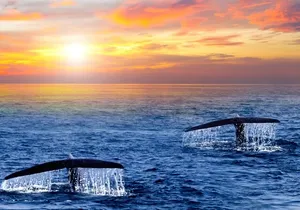 San Jose del Cabo Small-Group Sunrise Whale Watching