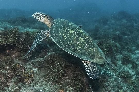 Private Beginner Scuba Diving Experience in Cabo San Lucas