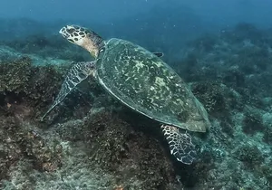 Private Beginner Scuba Diving Experience in Cabo San Lucas