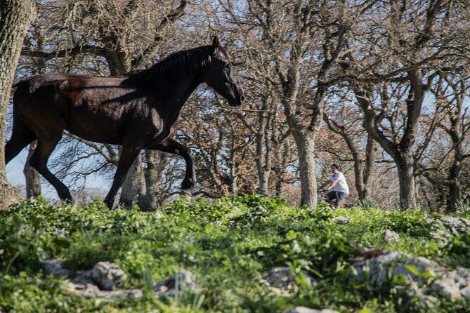 Martina Franca e-Bike tour. Visit a breeding and a dairy farm