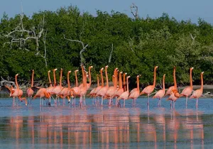 Private Las Coloradas and Ria Lagartos Tour