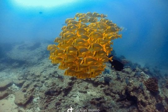 Scuba Diving adventure Cabo pulmo