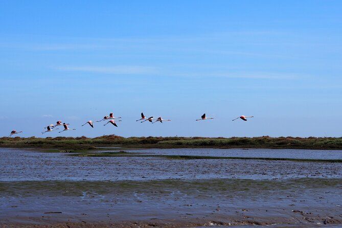 Lisbon : Boat Tour - Bird Observation in the Tejo Nature Reserve