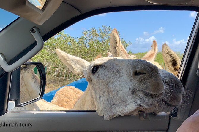 Donkey Sanctuary Tour with a Local Guide