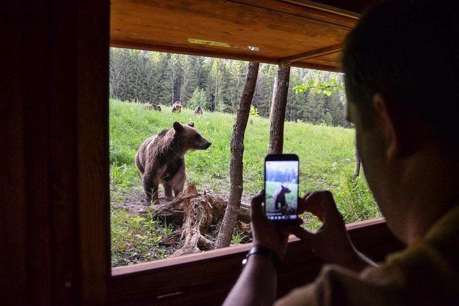 Excursion d'une journée et observation des ours au pays des volcans