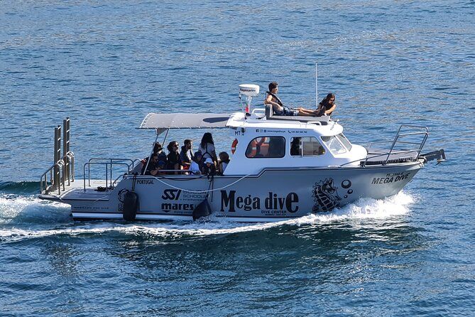Guided Dolphin Watching in the Arrábida Natural Park