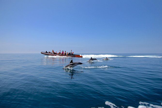 Dolphin Watching and Cave Tour from Vilamoura