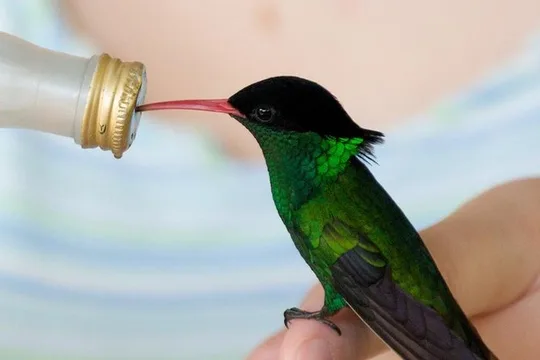 Rockland Bird Sanctuary Tour with Transportation Hotel Pick-Up