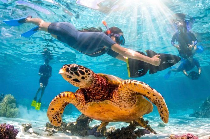 Sea Scooter Jet Snorkeling : Swim with Turtles, Rays & Sharks