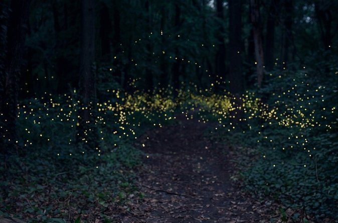 From Puebla: Firefly Sanctuary Tour + Local Dinner