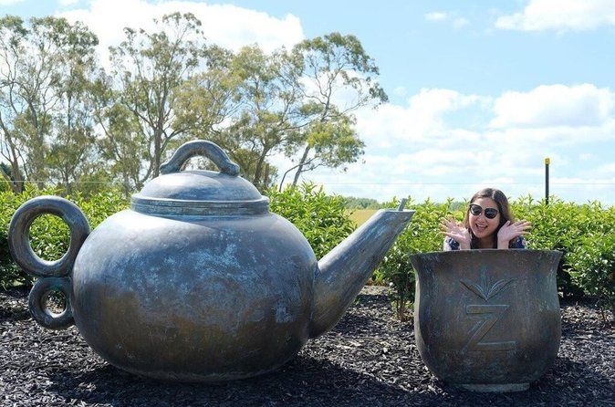 Private tour from Auckland - Waitomo Glowworm Caves, Zealong Tea & Kiwi Bird