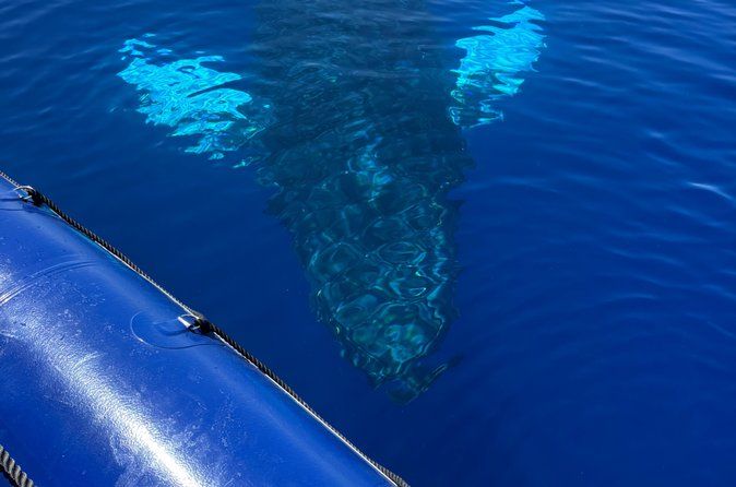FULL SHADE VIP Premiere Whale Watch-Raft Kaanapali Beach
