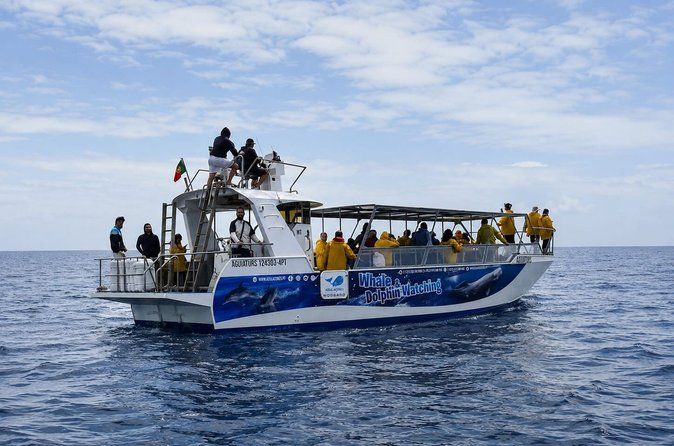 Whale and Dolphin Watching in Pico Island - Half Day