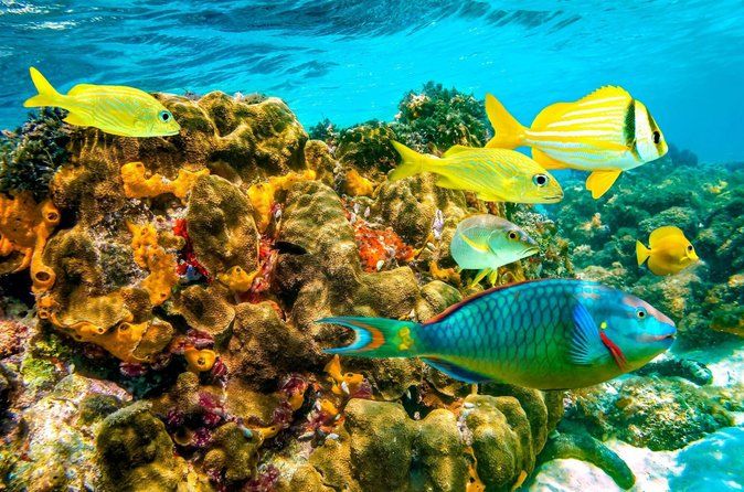 Discover Scuba Diving in Montego Bay-ONE Tank (First time Diving)