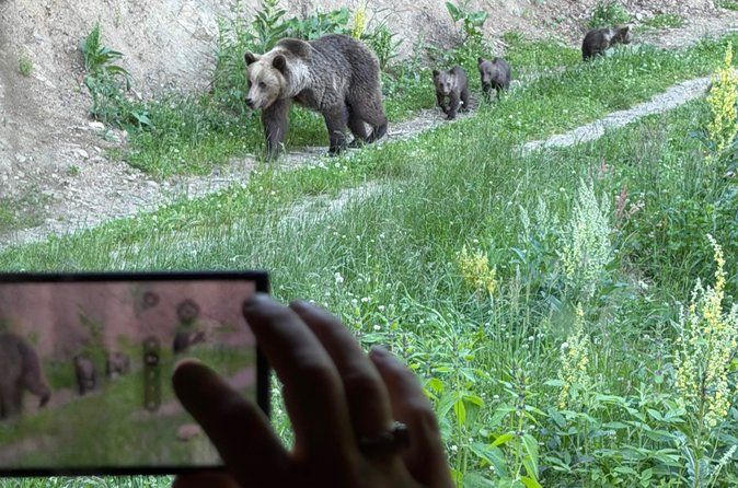 Bear Watching In Brasov: Observe Wild Bears From A Hideout (100%)