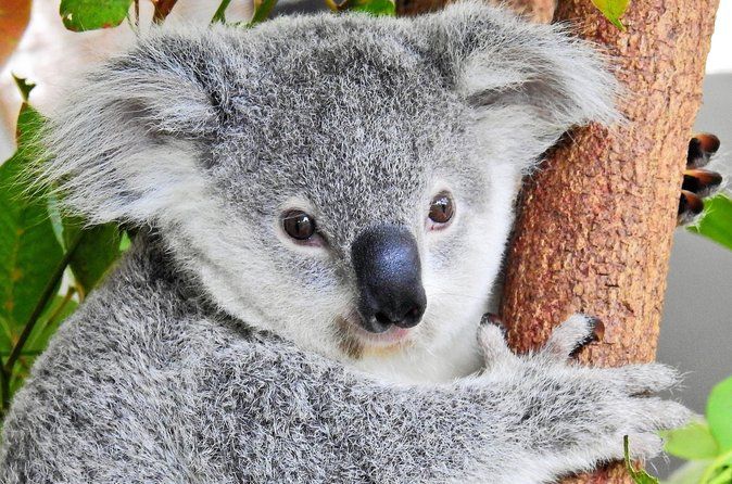Kuranda Wildlife Experience Deluxe Multi Attraction Pass