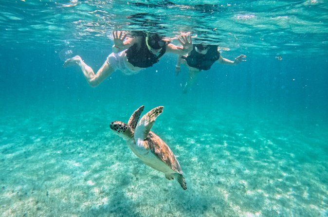 Turtle Snorkeling in Akumal: An Authentic Local Experience