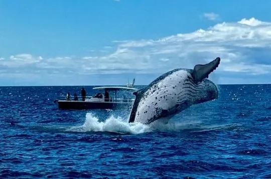Sydney Harbour Whale Watching Private Tour - Whales Guaranteed