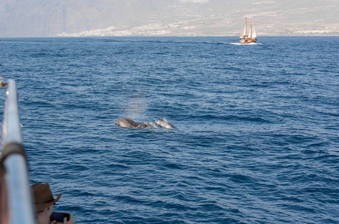 Dolphin Island Boat Trip – Swim, Sun & Lunch Included