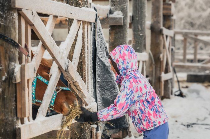 Tour to Aurora Horses Farm with Charming Finnhorses