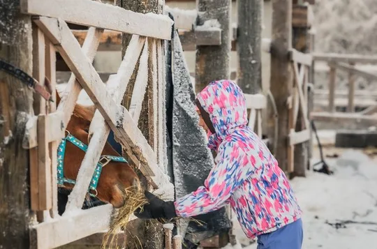Tour to Aurora Horses Farm with Charming Finnhorses